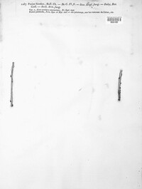 Capitotricha bicolor image